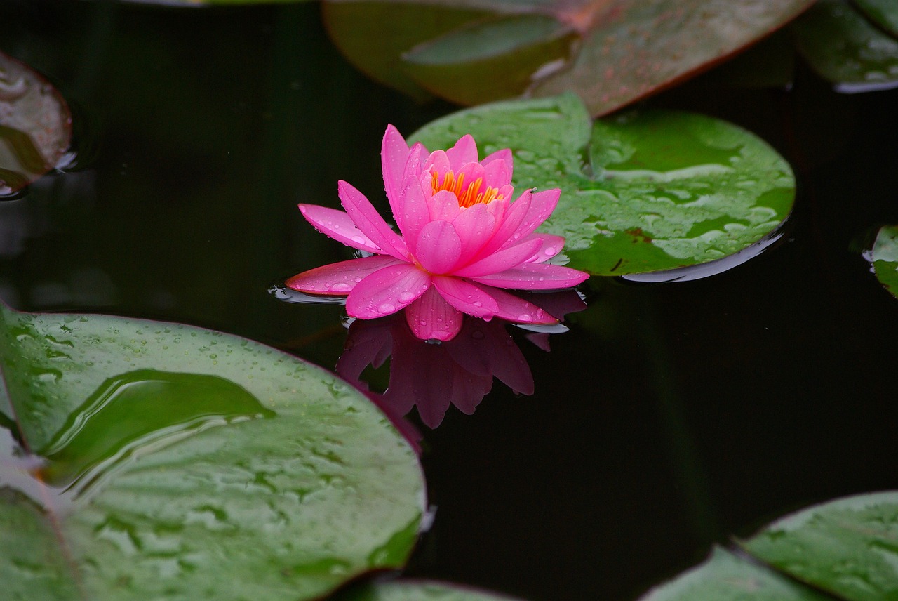 YOGA MUDRA2019